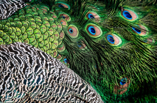 ART IMITATING NATURE